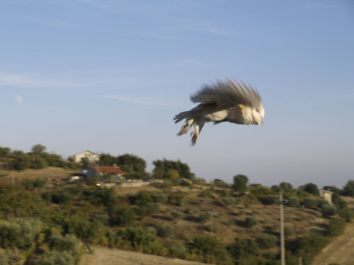 Avifauna humor
